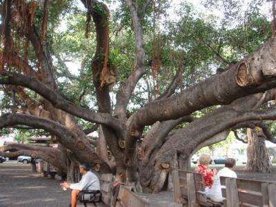 �o�j�����c���[1