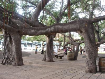 �o�j�����c���[2